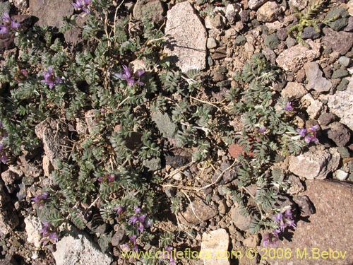 Imágen de Fabaceae sp. #1904 (). Haga un clic para aumentar parte de imágen.