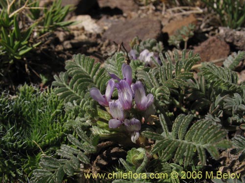 Fabaceae sp. #1904의 사진