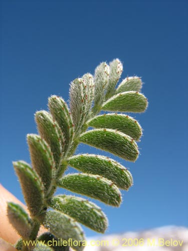 Image of Fabaceae sp. #1904 (). Click to enlarge parts of image.