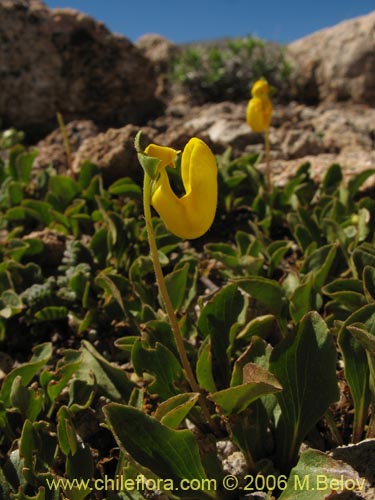 Фотография Calceolaria polyrhiza (). Щелкните, чтобы увеличить вырез.