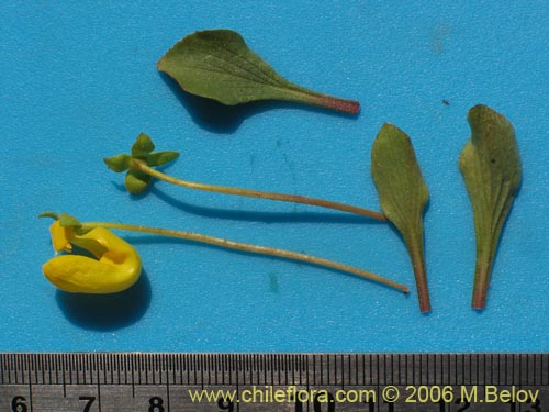 Фотография Calceolaria polyrhiza (). Щелкните, чтобы увеличить вырез.
