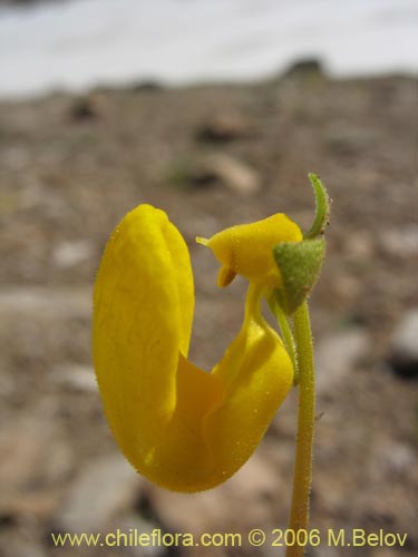 Calceolaria polyrhiza의 사진