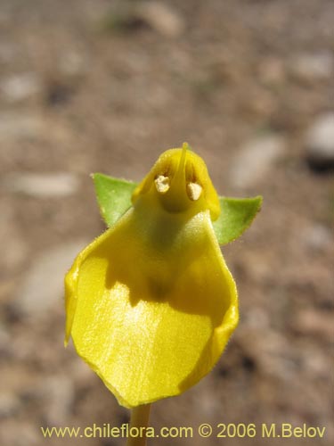 Image of Calceolaria polyrhiza (). Click to enlarge parts of image.