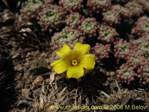 Фотография Oxalis sp. #1679 (). Щелкните, чтобы увеличить вырез.