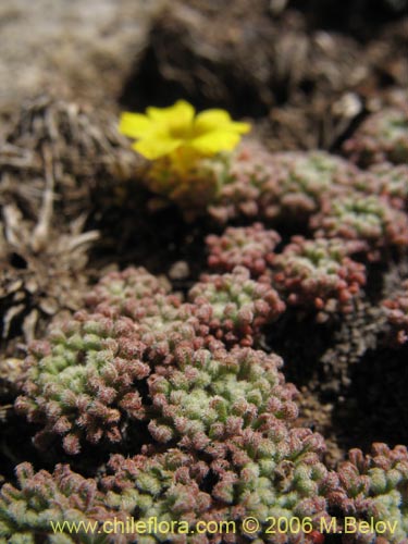 Imágen de Oxalis sp. #1679 (). Haga un clic para aumentar parte de imágen.