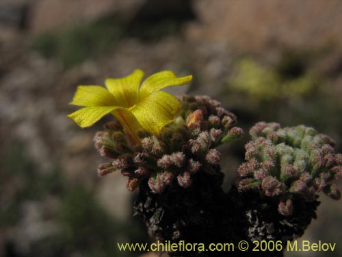 Bild von Oxalis sp. #1679 (). Klicken Sie, um den Ausschnitt zu vergrössern.