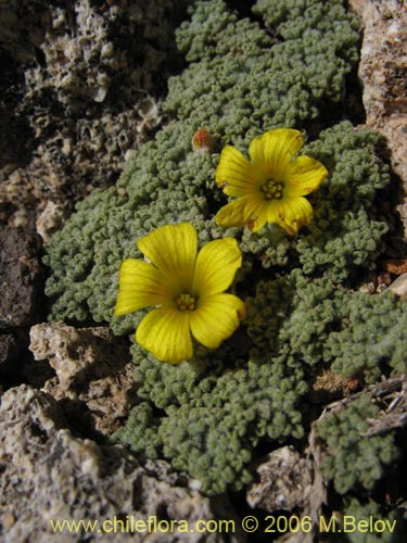 Oxalis sp. #1679の写真