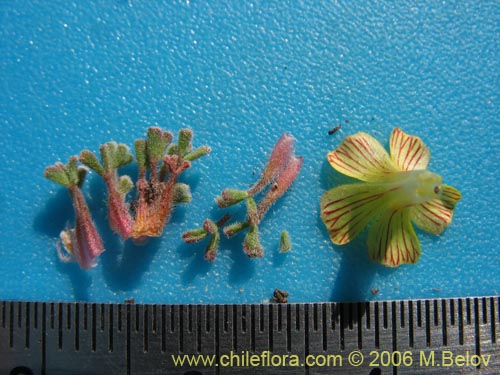 Image of Oxalis sp. #1679 (). Click to enlarge parts of image.