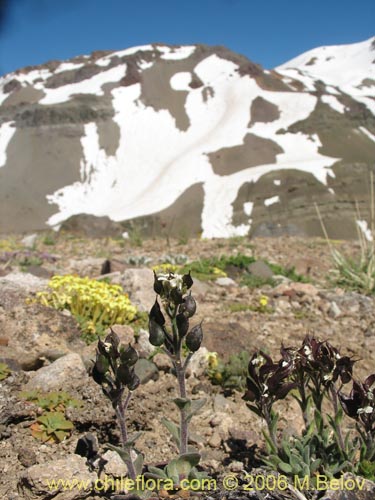 Brassicaceae sp. #1313의 사진