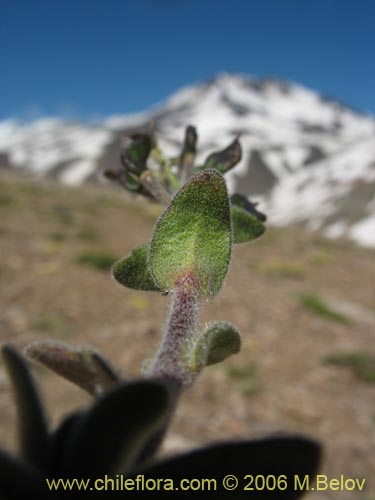 Bild von Brassicaceae sp. #1313 (). Klicken Sie, um den Ausschnitt zu vergrössern.