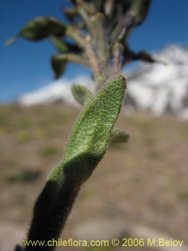 Brassicaceae sp. #1313의 사진