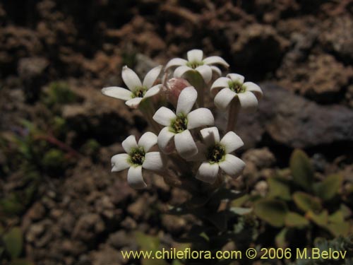 Image of Arjona patagonica (). Click to enlarge parts of image.