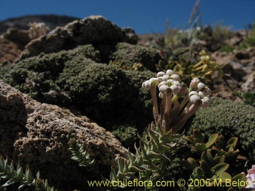 Image of Arjona patagonica (). Click to enlarge parts of image.