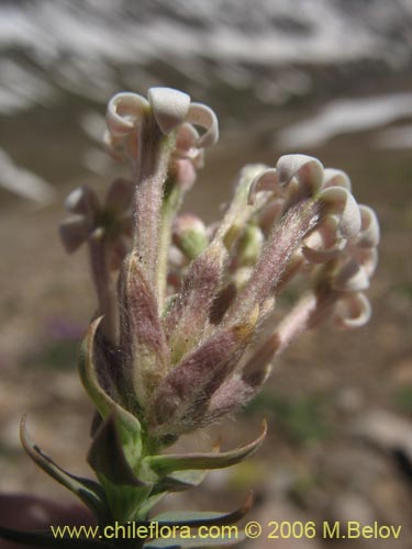 Image of Arjona patagonica (). Click to enlarge parts of image.