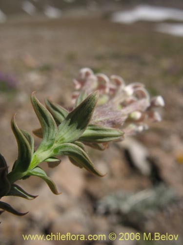 Image of Arjona patagonica (). Click to enlarge parts of image.