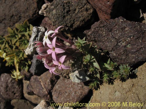 Image of Arjona patagonica (). Click to enlarge parts of image.