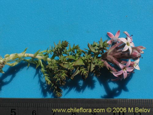 Image of Unidentified Plant sp. #2420 (). Click to enlarge parts of image.