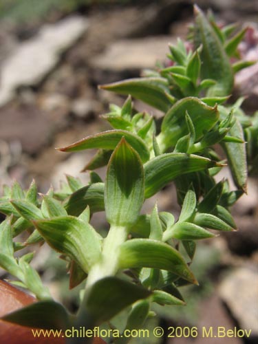 Image of Arjona patagonica (). Click to enlarge parts of image.