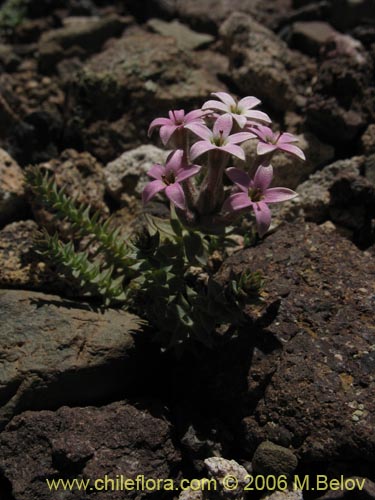 Image of Arjona patagonica (). Click to enlarge parts of image.