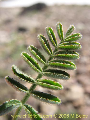 Imágen de Adesmia sp. #1309 (). Haga un clic para aumentar parte de imágen.