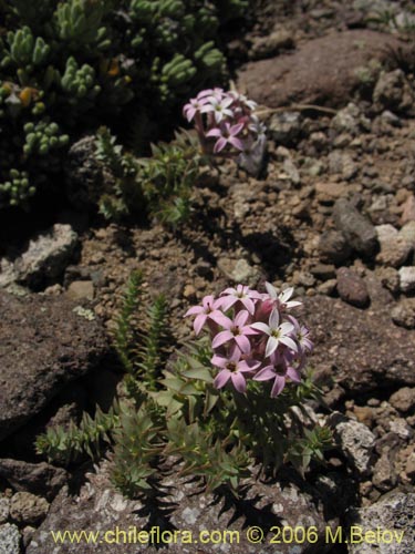 Verbenaceae sp. #1905的照片