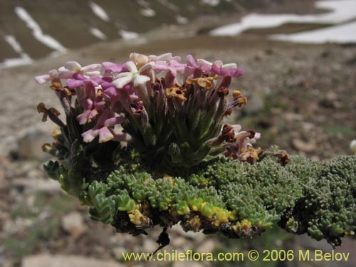 Verbenaceae sp. #1905의 사진