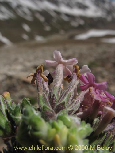 Verbenaceae sp. #1905的照片