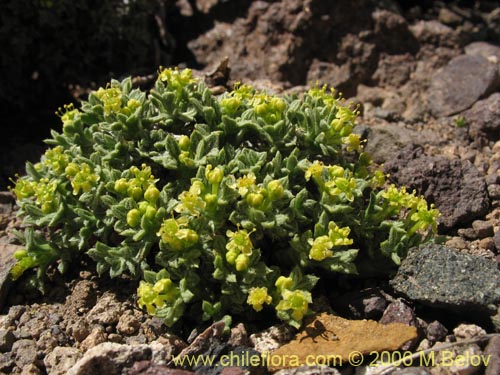 Image of Azorella madreporica (). Click to enlarge parts of image.