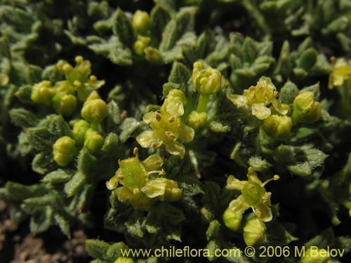 Azorella madreporica的照片