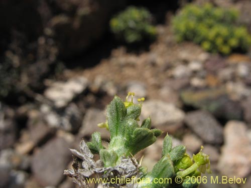 Image of Azorella madreporica (). Click to enlarge parts of image.