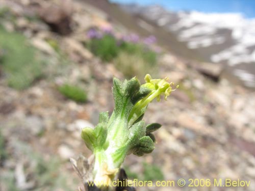 Image of Azorella madreporica (). Click to enlarge parts of image.