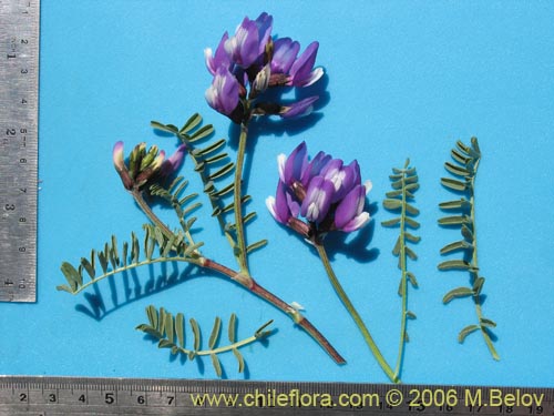 Image of Astragalus cruckshanksii (). Click to enlarge parts of image.