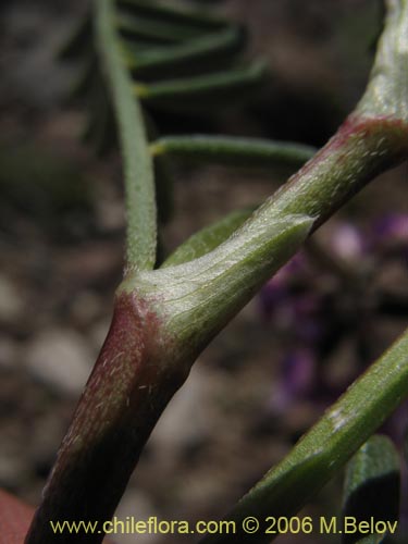 Фотография Astragalus cruckshanksii (). Щелкните, чтобы увеличить вырез.