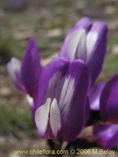 Фотография Astragalus cruckshanksii (). Щелкните, чтобы увеличить вырез.