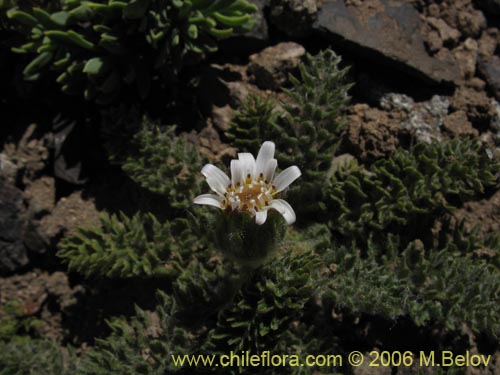 Leucheria scrobiculataの写真