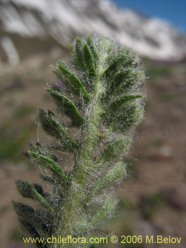 Imágen de Leucheria scrobiculata (). Haga un clic para aumentar parte de imágen.