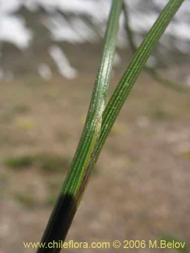 Image of Sisyrinchium sp. #1708 (). Click to enlarge parts of image.