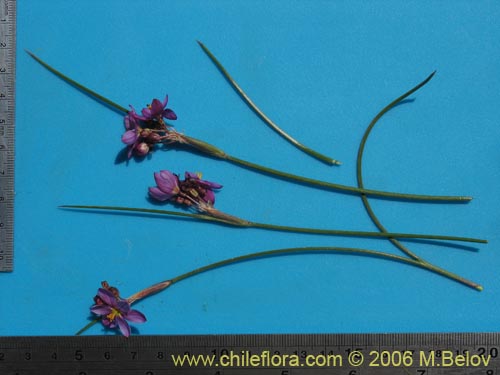 Image of Sisyrinchium sp. #1708 (). Click to enlarge parts of image.