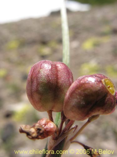 Imágen de Sisyrinchium sp. #1708 (). Haga un clic para aumentar parte de imágen.