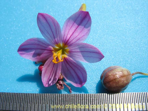 Imágen de Sisyrinchium sp. #1708 (). Haga un clic para aumentar parte de imágen.