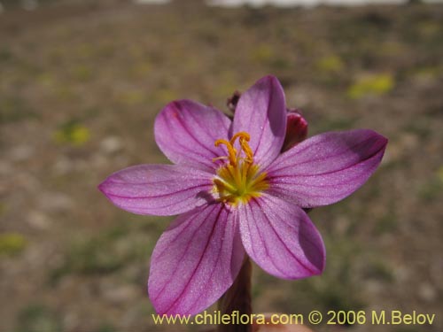 Bild von Sisyrinchium sp. #1708 (). Klicken Sie, um den Ausschnitt zu vergrössern.