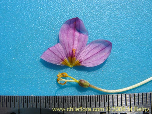 Image of Sisyrinchium sp. #1708 (). Click to enlarge parts of image.