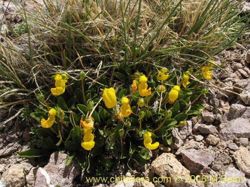 Calceolaria polyrhizaの写真