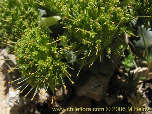 Bild von Nastanthus spathulatus (Nastanto). Klicken Sie, um den Ausschnitt zu vergrössern.