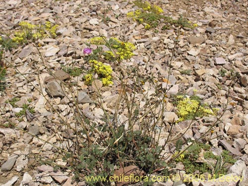 Bild von Adesmia sp. #1671 (). Klicken Sie, um den Ausschnitt zu vergrössern.