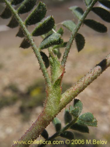 Bild von Adesmia sp. #1671 (). Klicken Sie, um den Ausschnitt zu vergrössern.