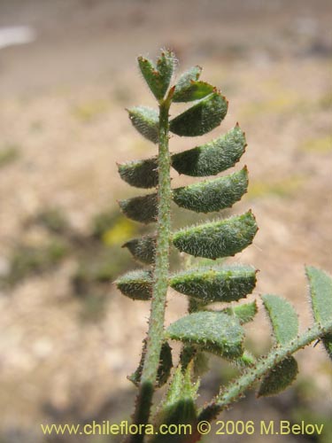 Bild von Adesmia sp. #1671 (). Klicken Sie, um den Ausschnitt zu vergrössern.