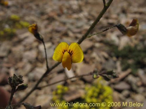 Bild von Adesmia sp. #1671 (). Klicken Sie, um den Ausschnitt zu vergrössern.