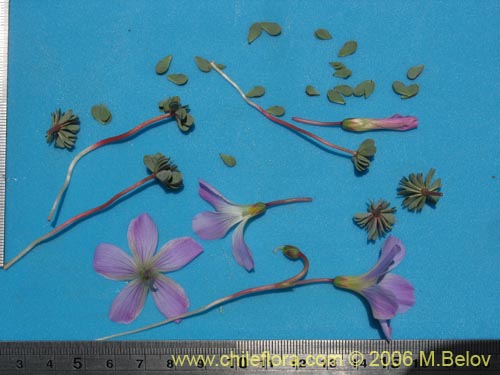 Image of Oxalis adenophylla (Culle). Click to enlarge parts of image.