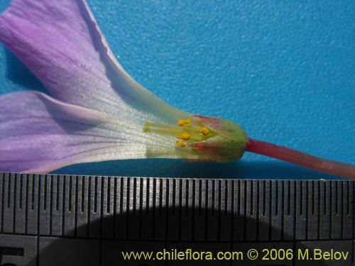 Bild von Oxalis adenophylla (Culle). Klicken Sie, um den Ausschnitt zu vergrössern.